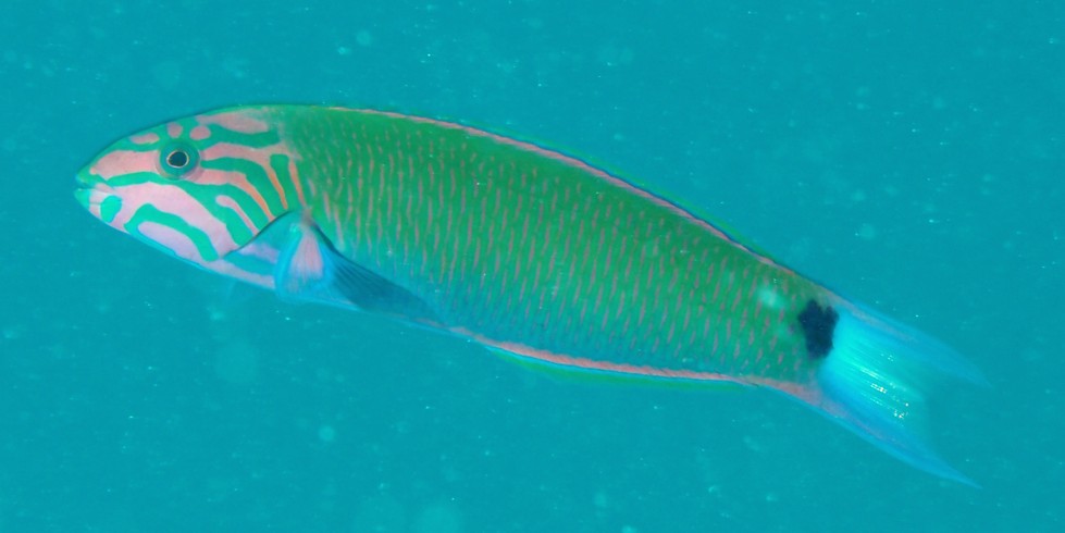 Thalassoma lunare Crescent wrasse Juvenil New Caledonia fish identification tools