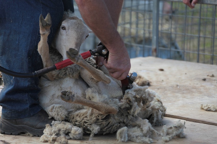 tondu comme un moton foire agricole de bourail nouvelle calédonie sheep shearing new-caledonia