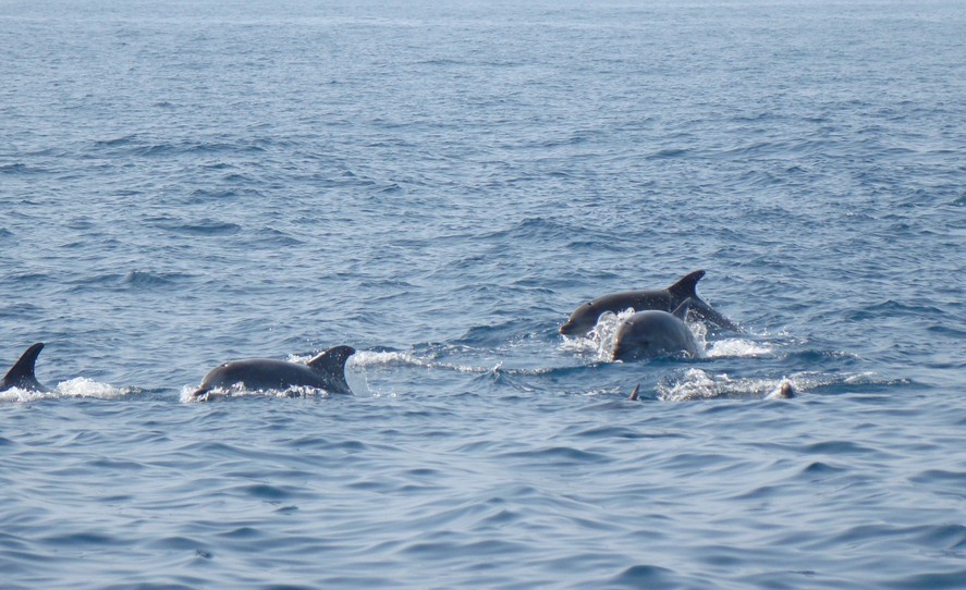 Grand dauphin tursiop Méditerranée regles de securite