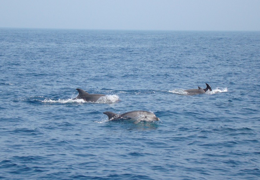 Grand dauphin tursiop Méditerranée dauphin à gros nez