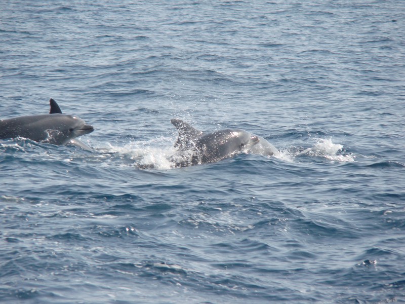 Grand dauphin tursiop Méditerranée mammal france