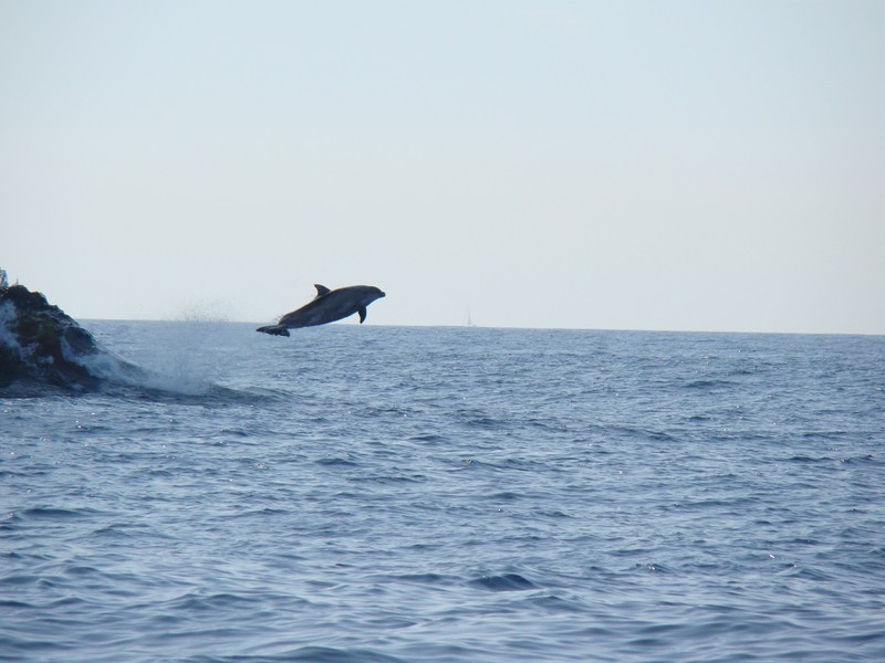 Grand Dauphin Tursiop Méditerranée dauphin à gros nez saut hors de l'eau