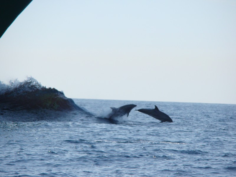 Grand Dauphin Tursiop Méditerranée Delfino tursio tursiope