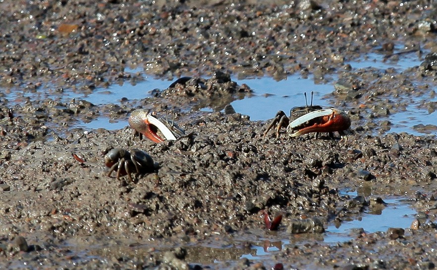 Uca tubuca dussumieri