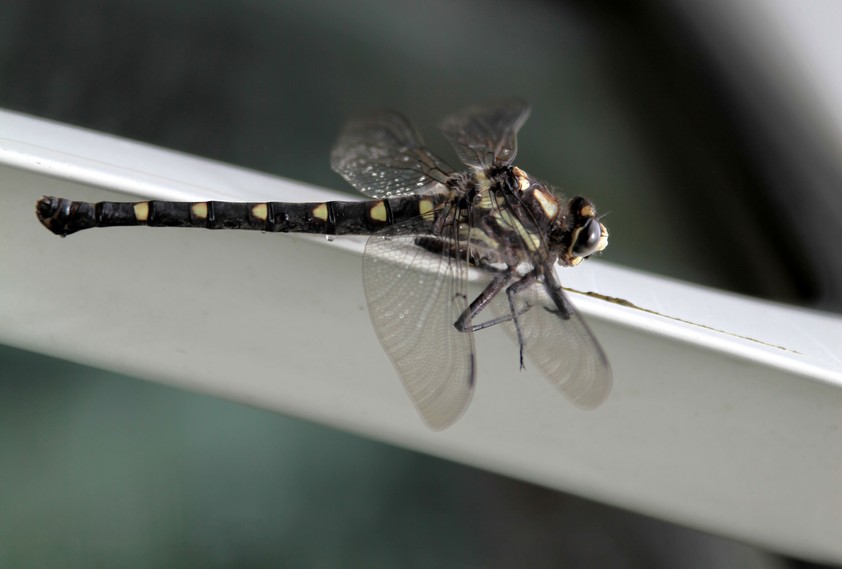 Uropetala carovei giant dragonfly Petaluridae endemic New Zealand