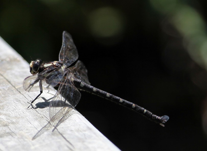 Uropetala carovei New Zealand bush giant dragonfly