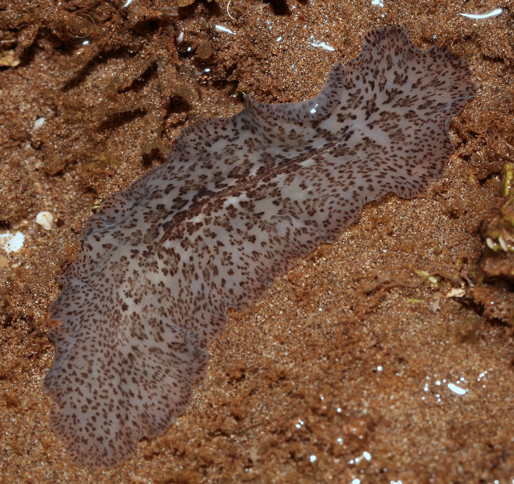 Ver plat structures anatomiques de l'appareil reproducteur Euryleptidae yeux cérébraux