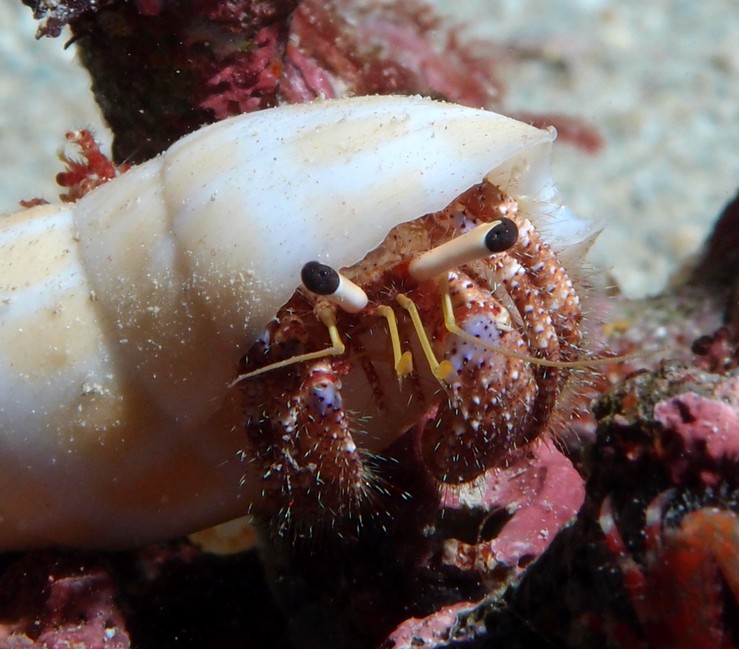 Dardanus lagopodes Bernard l'ermite des récifs Nouvelle-Calédonie pattes ambulatoires