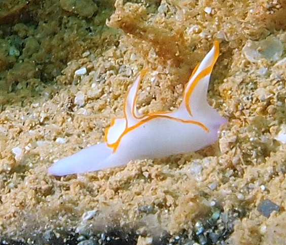 Sagaminopteron ornatum batwing slug New Caledonia nudibranch