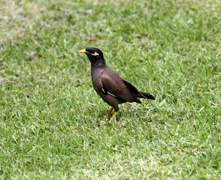 Acridotheres tristis martin triste Nouvelle-Zélande Common Myna in New Zealand