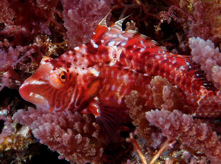 Résultats des concours du festival de l'image sous-marine de Nouvelle-Calédonie 2015