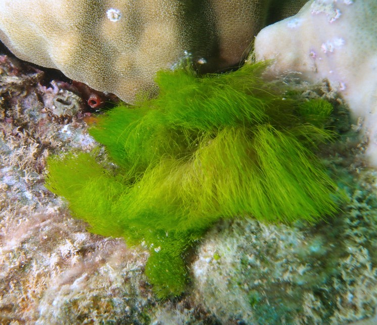 Chlorodesmis fastigiata océan Indien mer de corail océan Pacifique Chlorodesmis comosa Nouvelle-Calédonie