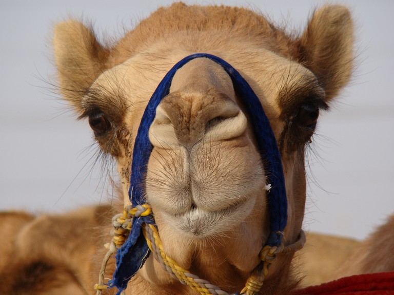 Al Wathba Camel race in Abu Dhabi United Arab Emirates