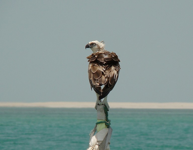Osprey in Abu Dhabi United Arab Emirats