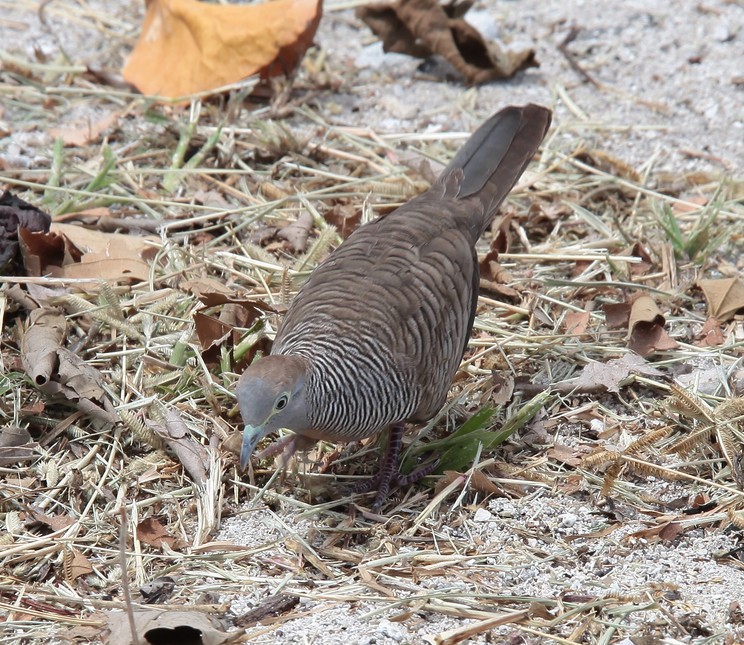 Géopélie zébrée Geopelia striata Nouvelle-Calédonie