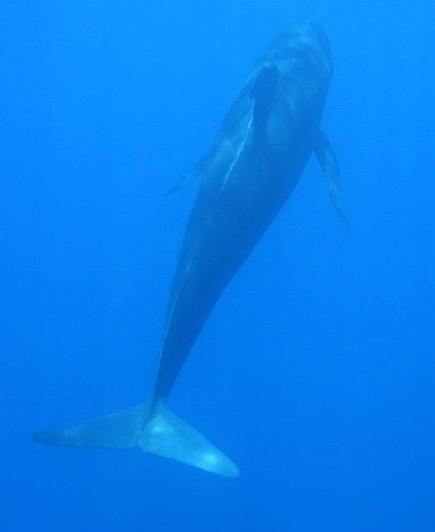 finned pilot whale cetacean genus Globicephala melas Globicéphale noir large des Alpes-Maritimes france