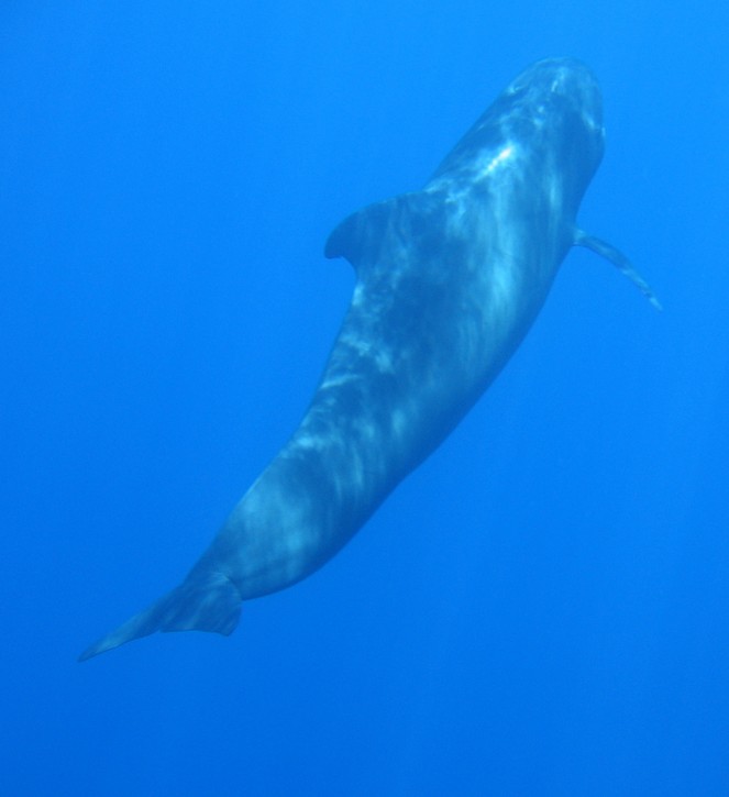 globicephala melas Globicéphale noir Baleine pilote adulte nageant lentement