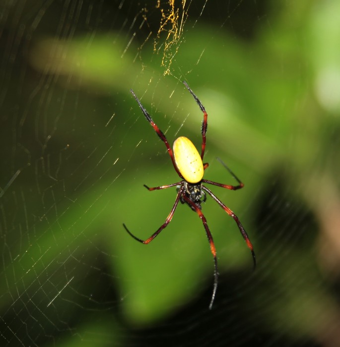 Nephila tetragnathoides Spider Fiji nephila argipidae web golden orb weawers araignée Fidji fil d'or toile
