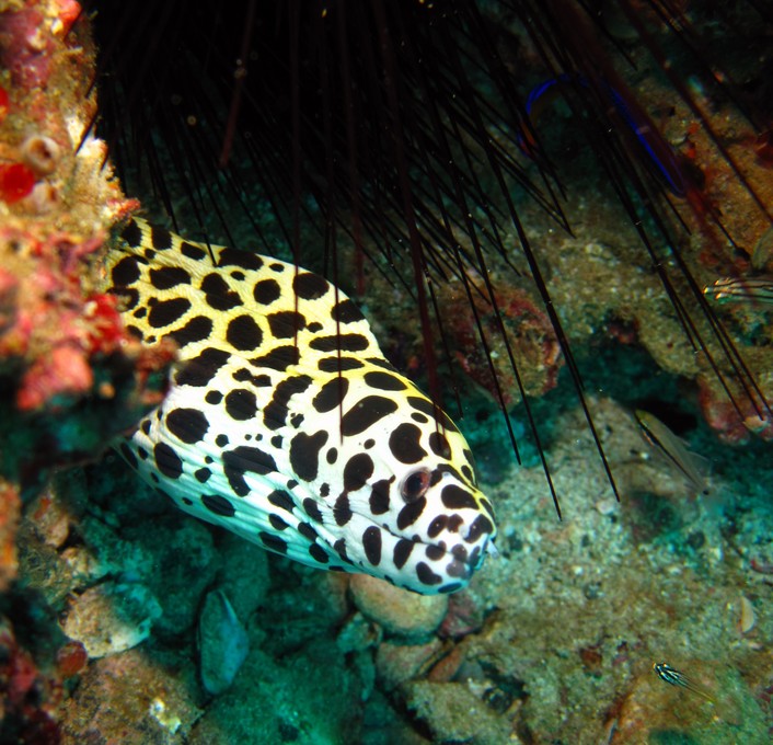 Les Dents De La Mer 3 Distribution GYMNOTHORAX FAVAGINEUS - (Bloch & Schneider, 1801)