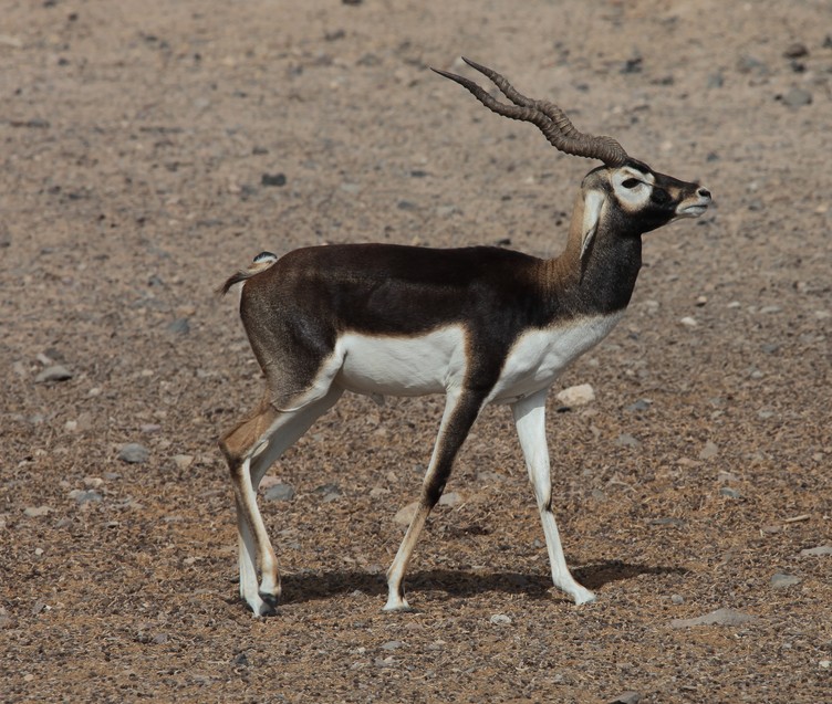 Animal with Horn in the desert Abu Dhabi United Arab Emirates
