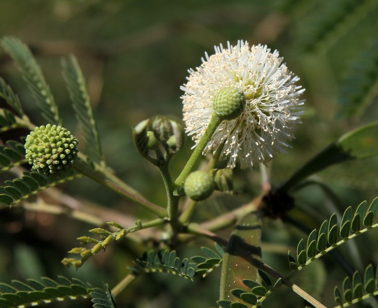 Leucaena leucocephala Mimosa Nouvelle-Calédonie fourrage pour bovin arbre boule blanche fleur