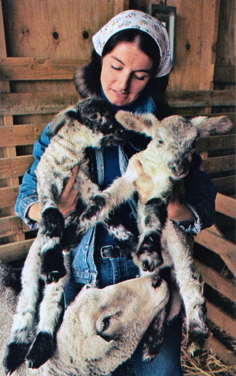 National Geographic November 1978 Washington's Yakima Valley sheep Susan Hanke