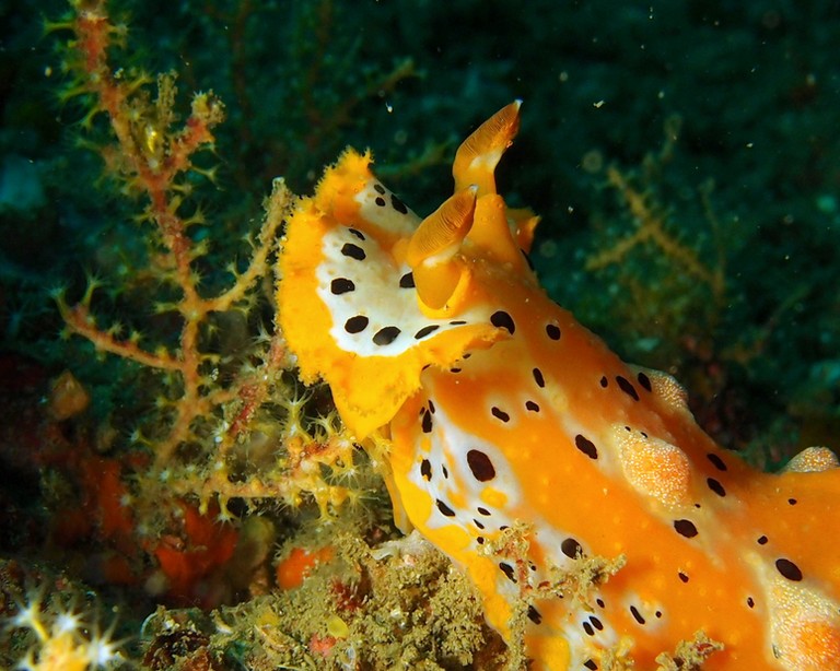 Underwater marine fauna Mussandam Oman diving faune sous-marine péninsule Sultanat d'Oman