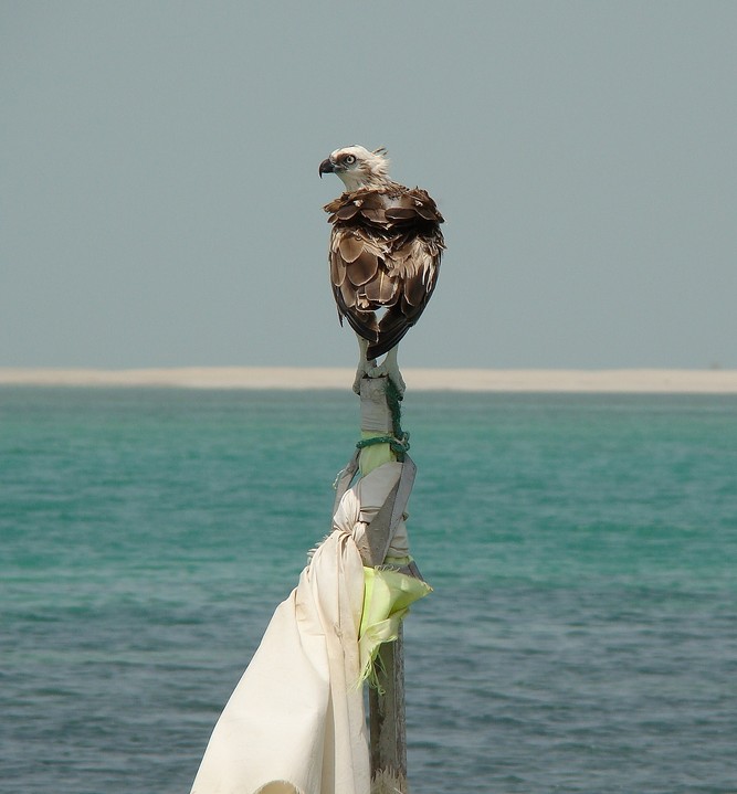 Pandion haliaetus Osprey Abu Dhabi faunal treasure