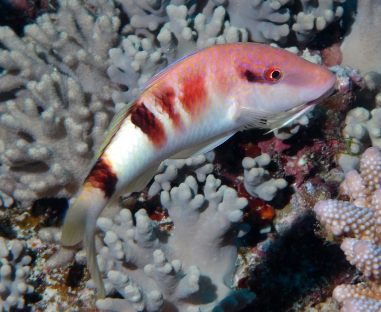 Parupeneus multifasciatus Multibarred goatfish New Caledonia basal half of second dorsal fin of adults dusky anteriorly