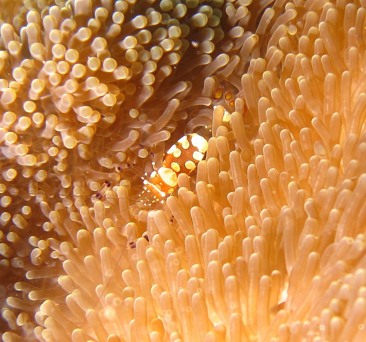 Periclimenes brevicarpalis Crevette Transparente Nouvelle-Caledonie caisson photo ikelite