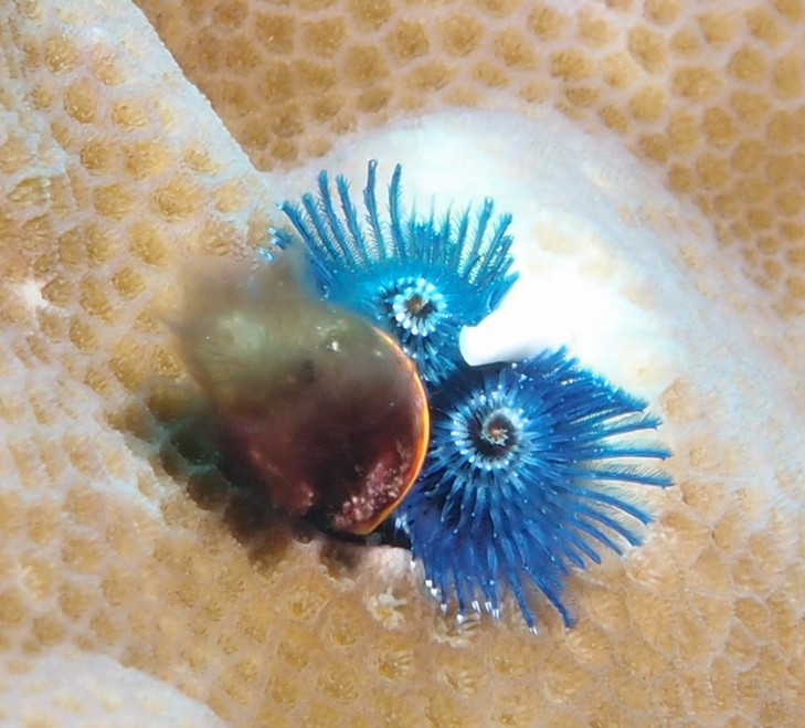 Spirobranchus giganteus ver polychète tubicole Nouvelle-Calédonie faune sous-marine colorée