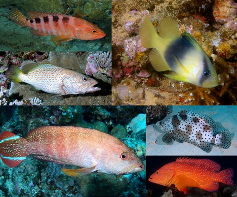 Poissons Nouvelle-Calédonie Perciformes  Serranidae Anyperodon Belonoperca Cephalopholis Cromileptes Diploprion