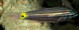 Cheilodipterus artus Lined cardinalfish juvenil New Caledonia small black spot surrounded by a large gold blotch on the caudal peduncle