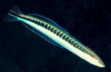 Plagiotremus tapeinosoma Piano blenny New Caledonia fish slender body