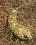 Synchiropus ocellatus 眼斑新連鰭䲗 新喀里多尼亞