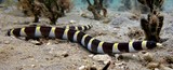 Leiuranus semicinctus Halfbanded snake-eel New Caledonia underwater photography