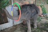Elephant ivory trade tusk kill animal young circle circus