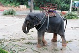 Tourism elephant trip Thailand animal exploitation