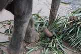 Elephas maximus trompe proboscis organe nasal elephant Asie Thailand touriste