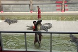 crocodile trainer work wild animal Thailand Phuket dangerous job