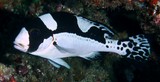 Plectorhinchus picus Gaterin noir et blanc juvénile Nouvelle-Calédonie poisson pour aquarium