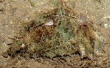 Dolabella auricularia Lièvre de mer à oreille Nouvelle-Calédonie Corps verdâtre avec tubercule ou d'aspect chevelu
