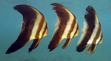 Platax orbicularis Tsubame-uo ナンヨウツバメウオ ニューカレドニア