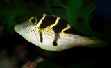 Paraluteres prionurus false puffer New Caledonia fish aquarium
