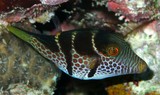 Canthigaster valentini Valentin's Sharpnose Pufferfish New Caledonia aquarium trade species