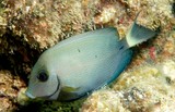 Acanthurus grammoptilus Ring-tailed surgeonfish New Caledonia fish identification