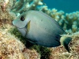 Acanthurus grammoptilus Finelined surgeonfish New Caledonia underwater diving