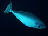 Naso lopezi Lopez' Unicornfish New Caledonia