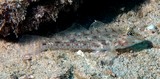 Fusigobius neophytus Common fusegoby New Caledonia fish identification