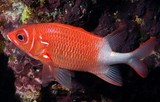 Sargocentron caudimaculatum Tail-spot squirrelfish New Caledonia fish discovery biodiversity